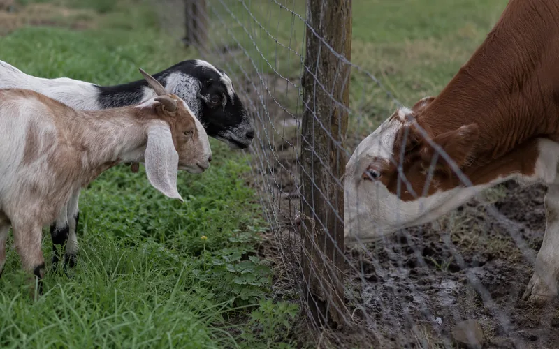Goats and cattle meeting across a fence line in adjoining paddocks before being turned out together