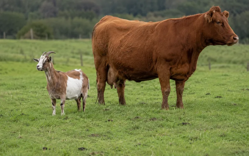 A goat and a cow standing close together in a pasture, calmly ignoring each other
