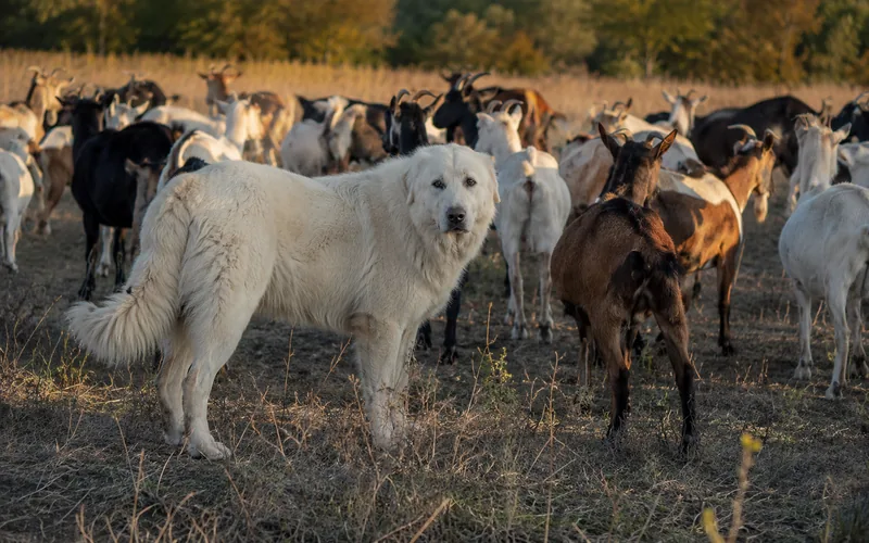 A large white livestock guardian dog standing watch among a herd of goats