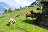 Can Goats And Dogs Be Friends? What Every Goat Owner Should Know