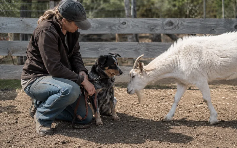 A person holding a leashed dog calmly near a curious goat during a first meeting