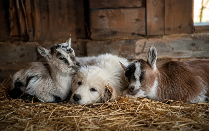 A puppy resting beside young goat kids in a straw-bedded barn stall