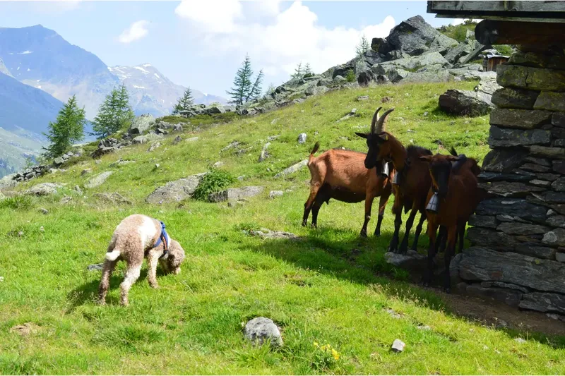 A calm dog lying in a pasture beside two goats