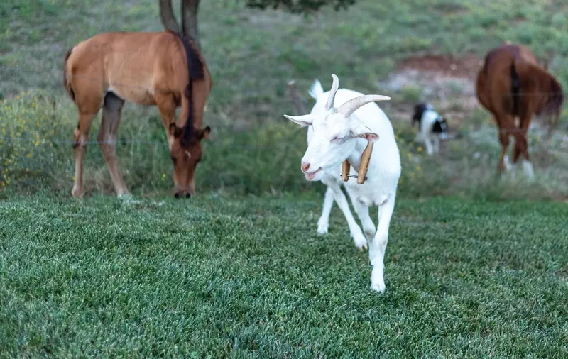 Can Goats And Horses Pasture Together?