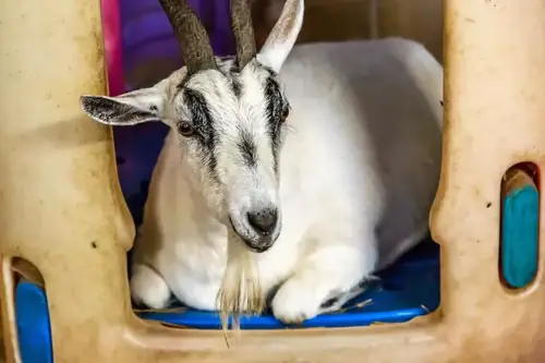 Can Goats Be Kept In The House?