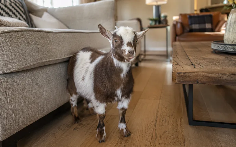 A small goat standing on a living room floor looking out of place beside a sofa
