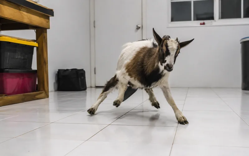 A goat looking out a window of a suburban home