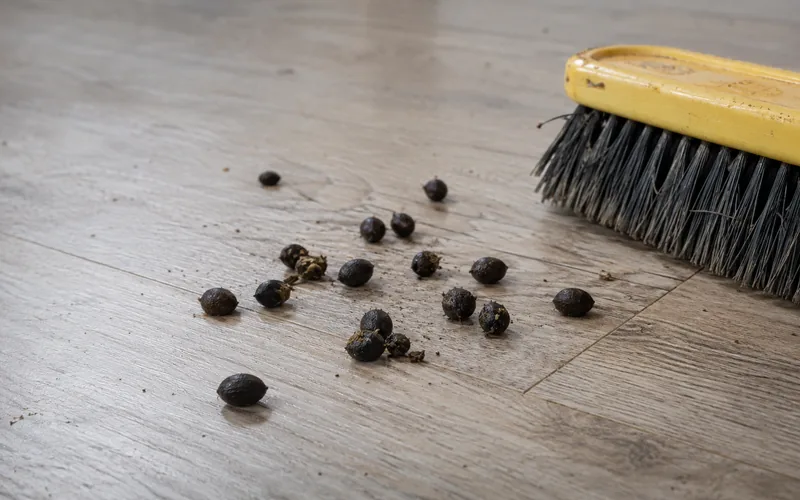 Close-up of small goat pellets scattered on a hard floor next to a cleaning brush