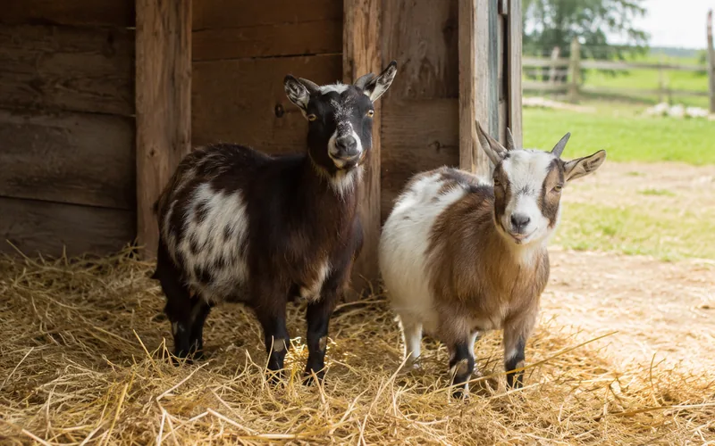 Two small goats resting in a clean outdoor shelter with dry bedding
