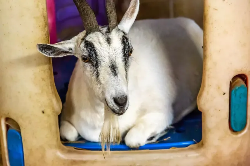 Can Goats Be Kept In The House?