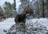 Can Goats Be Outside In Winter? What Every Goat Owner Should Know