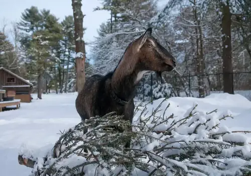 Can Goats Be Outside In Winter? What Every Goat Owner Should Know