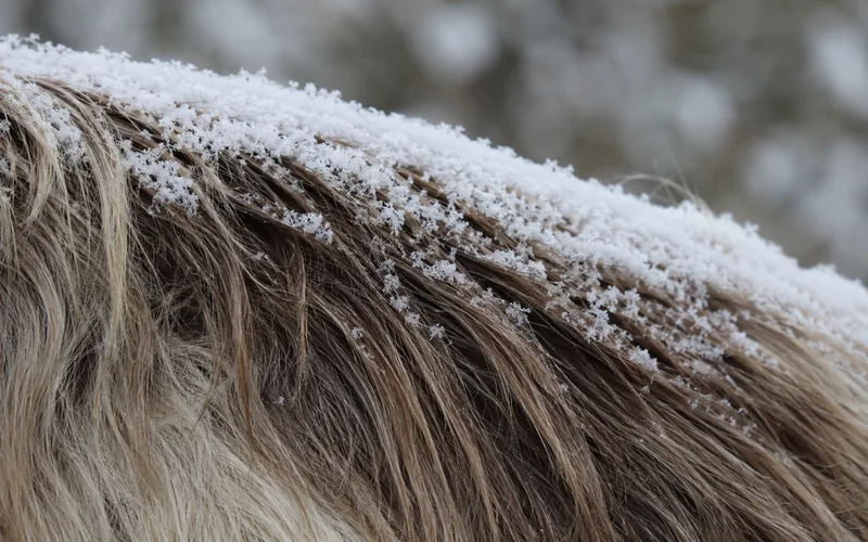 Close-up of a goat's thick winter coat with light snow resting on its back
