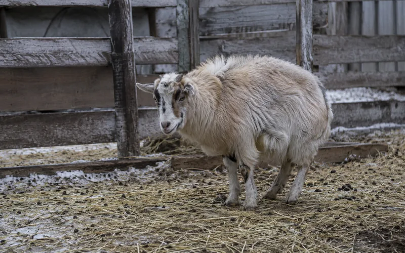 A goat standing alone with hunched posture and ruffled coat in a cold winter pen, showing signs of cold stress