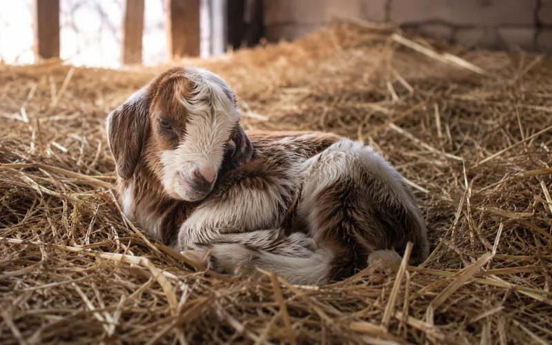 A young goat kid resting in deep straw bedding inside a sheltered winter pen