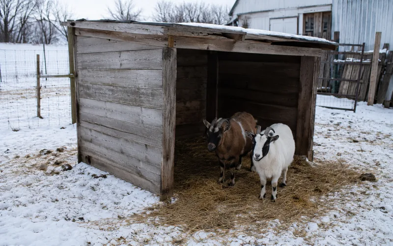 A simple wooden three-sided goat shelter bedded with straw, open side away from the wind, in a snowy yard