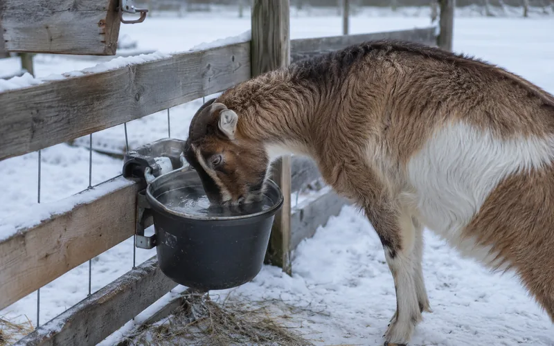 A heated water bucket in a snowy goat pen with a goat drinking from it