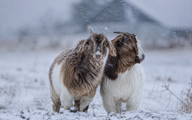 Two goats standing close together in a snowy field during a windy winter day