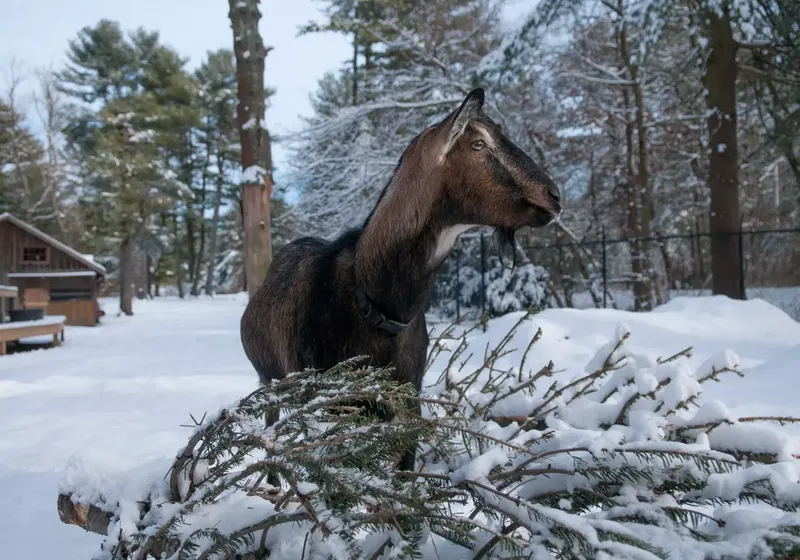 Goats standing outside in a snowy winter pasture