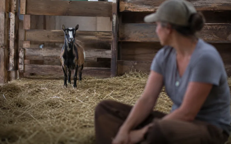 Person sitting quietly in a goat pen while a nervous goat keeps its distance