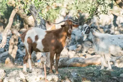 Can Goats Be Tamed?