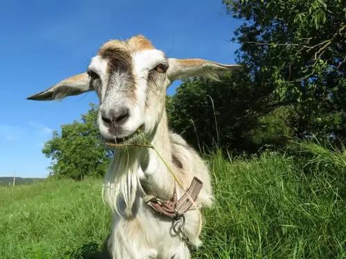 A goat grazing on a tether line attached to a ground stake in a green yard