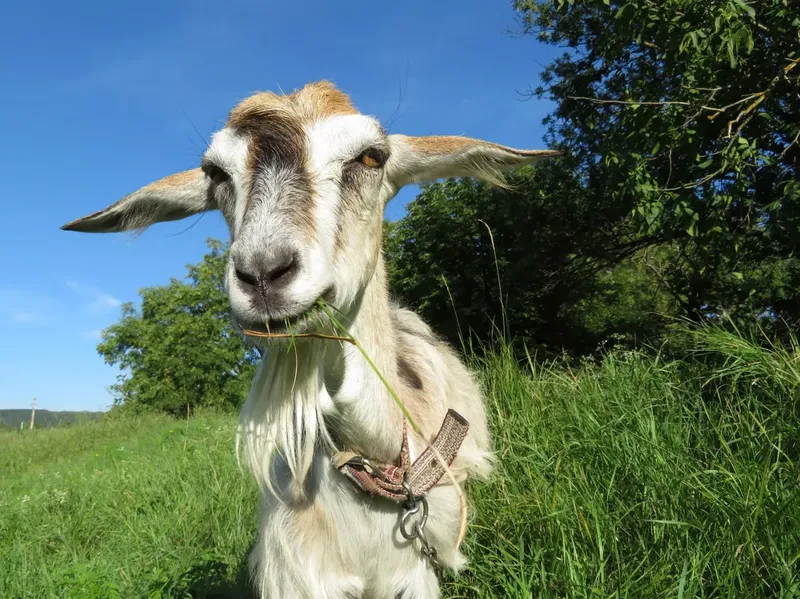 A goat grazing on a tether line attached to a ground stake in a green yard