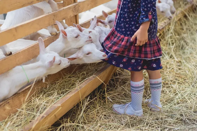 Can Goats Bite?