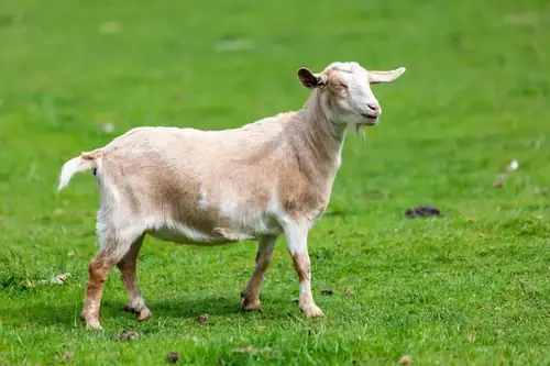Goats grazing across a green hillside slope on a homestead
