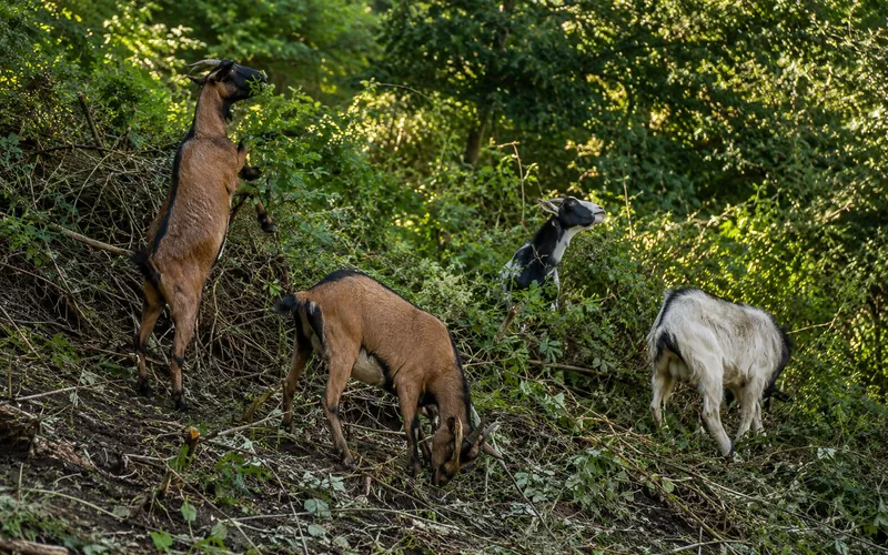 A herd of goats clearing dense brush from a steep slope