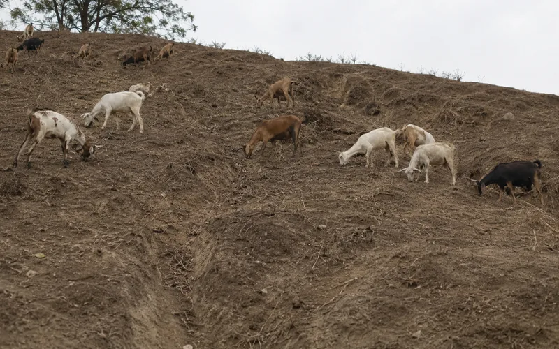 A hillside overgrazed by goats with bare soil patches and exposed roots