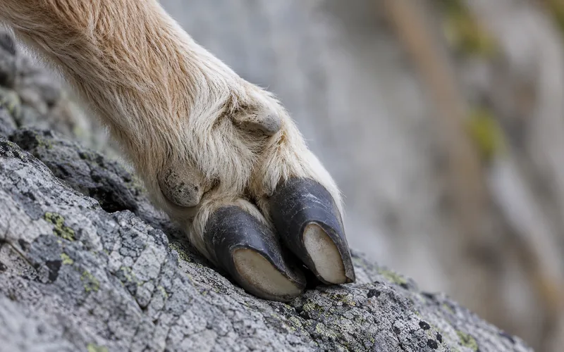 Close-up of a split goat hoof hooking onto a narrow rock ledge, showing the hard outer rim and soft inner pad
