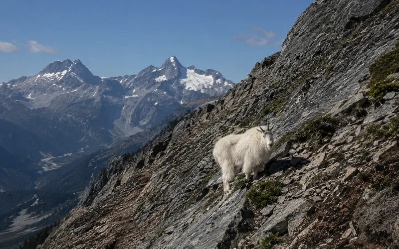 Wide view of a mountain goat on a steep slope, with the surrounding terrain revealing the true, less-than-vertical angle