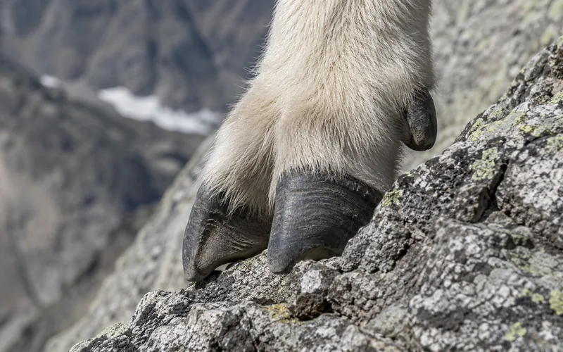 Wild mountain goat balanced on a steep alpine rock face near 60 degrees, the realistic ceiling for sustained climbing