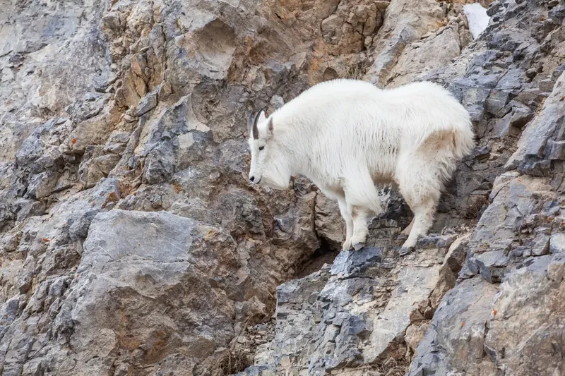 Can Goats Climb 92 Degrees?