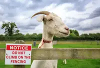Can Goats Climb Fences? Facts, Tips, and What to Expect
