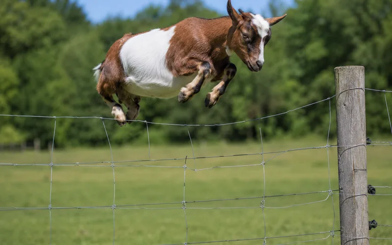 A young goat mid-jump near a pasture fence, showing how high small breeds can spring