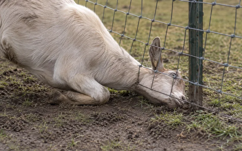 A goat pushing its head under the bottom of a wire fence, trying to squeeze through a gap