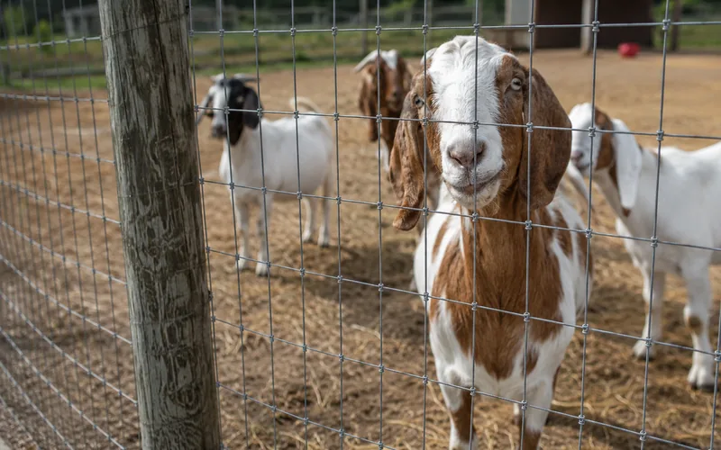 A row of goats contained behind a tall, tight woven wire fence on green pasture