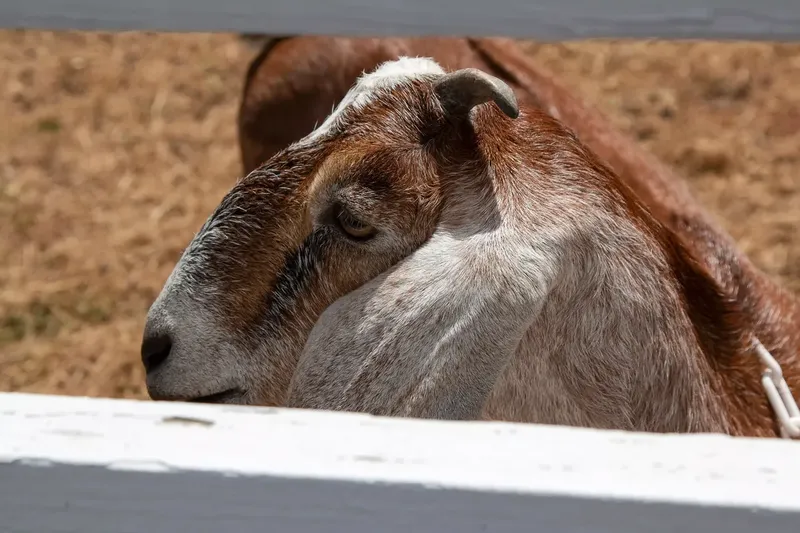 A healthy goat grazing at the edge of a wooded pasture where ticks live