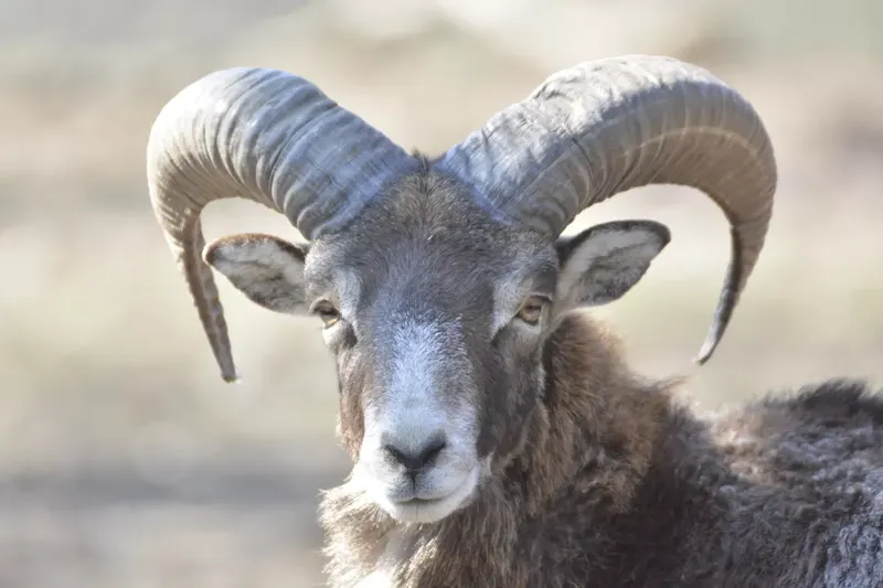 Can Goats Die From Their Own Horns Grow Into Heads?