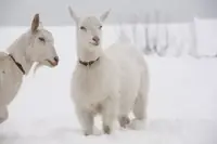 Can Goats Die in Cold Weather? The Answer May Surprise You