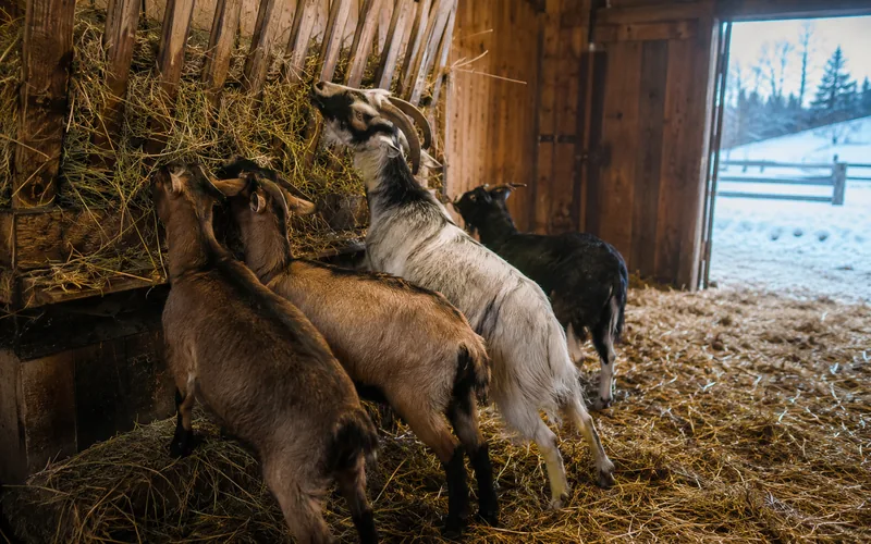 Several goats eating hay from a wooden feeder inside a straw-bedded barn with snow visible through the doorway