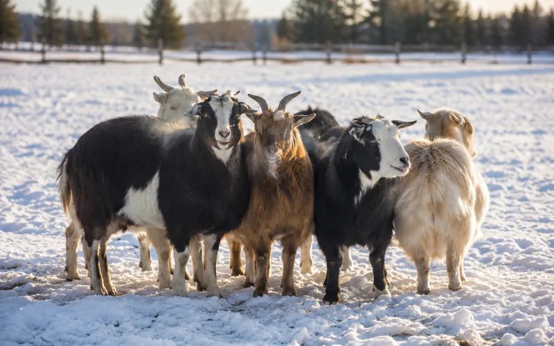 A herd of goats huddled together for warmth in a sunny snow-covered pasture