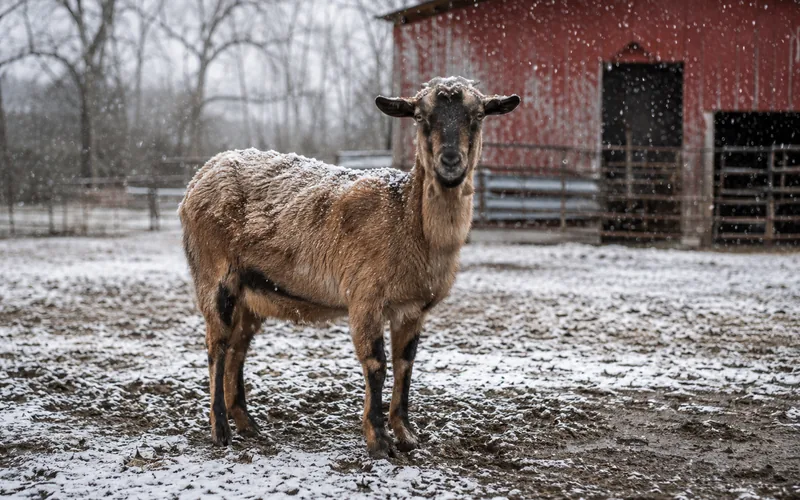 A thin-coated goat standing in an unexpected snowfall on a Southern farm