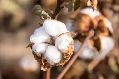 Can Goats Digest Cotton? The Answer May Surprise You