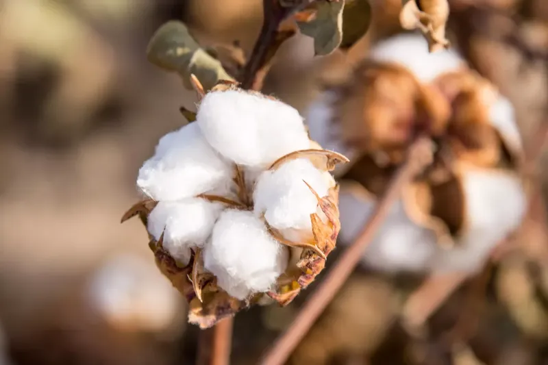 Can Goats Digest Cotton?