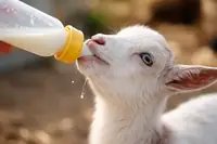 Can Goats Drink Cow Milk? The Answer May Surprise You
