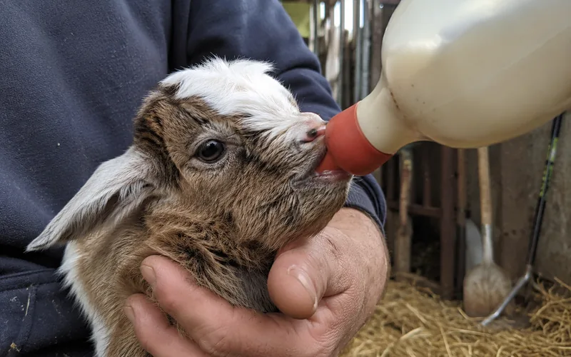 Baby goat drinking whole cow milk from a bottle