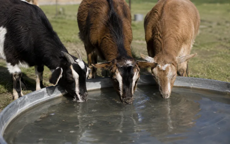 Goats drinking clean fresh water from a metal trough